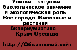 Улитки – катушки: биологическое значение и экологическая роль - Все города Животные и растения » Аквариумистика   . Крым,Ореанда